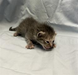 Shelter Stray Female Cat last seen FOSTER RETURN, Jacksonville, FL 32204