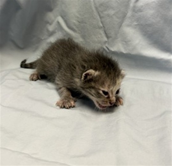Shelter Stray Female Cat last seen FOSTER RETURN, Jacksonville, FL 32204