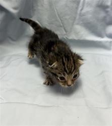 Shelter Stray Male Cat last seen FOSTER, Jacksonville, FL 32204