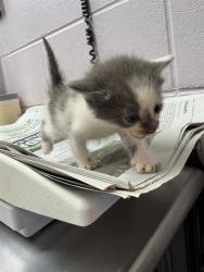 Shelter Stray Male Cat last seen , Jacksonville, FL 32204