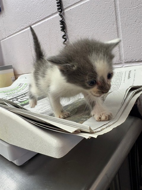 Shelter Stray Male Cat last seen , Jacksonville, FL 32204