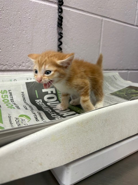 Shelter Stray Male Cat last seen , Jacksonville, FL 32204