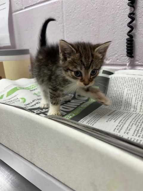 Shelter Stray Female Cat last seen RETURN, Jacksonville, FL 32204