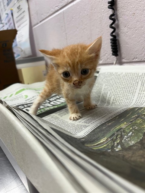 Shelter Stray Female Cat last seen , Jacksonville, FL 32204