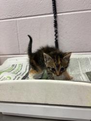 Shelter Stray Female Cat last seen RETURN, Jacksonville, FL 32204