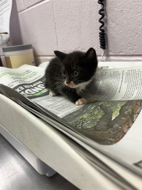 Shelter Stray Male Cat last seen RETURN, Jacksonville, FL 32204