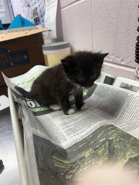 Shelter Stray Male Cat last seen RETURN, Jacksonville, FL 32204