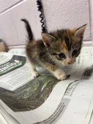 Shelter Stray Female Cat last seen , Jacksonville, FL 32204