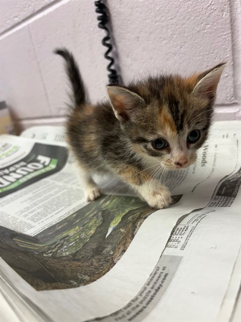 Shelter Stray Female Cat last seen , Jacksonville, FL 32204