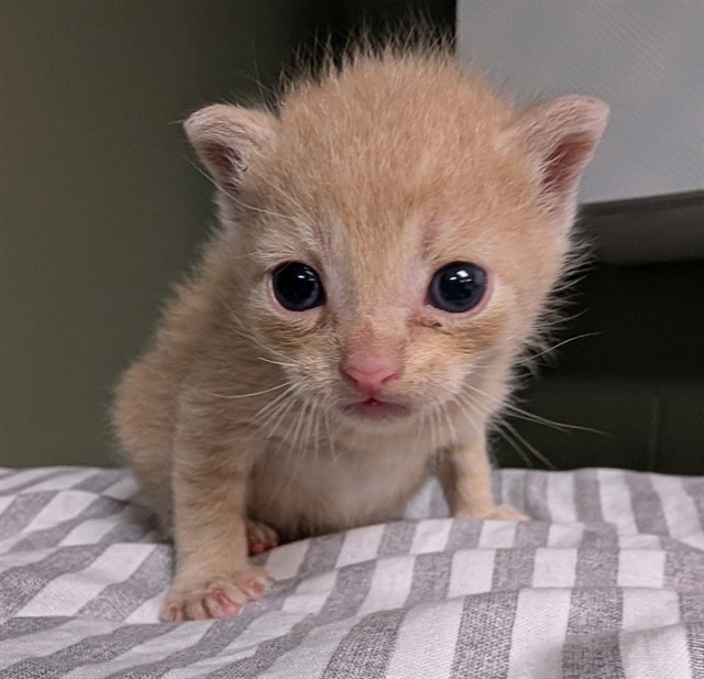 Shelter Stray Male Cat last seen RETURN, Jacksonville, FL 32204
