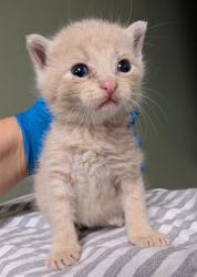 Shelter Stray Male Cat last seen RETURN, Jacksonville, FL 32204