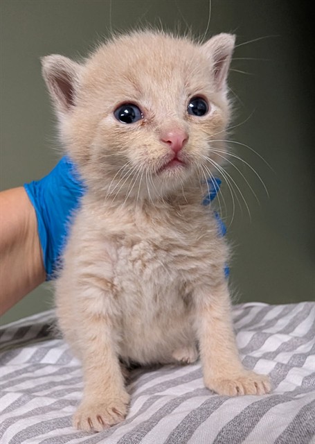 Shelter Stray Male Cat last seen RETURN, Jacksonville, FL 32204