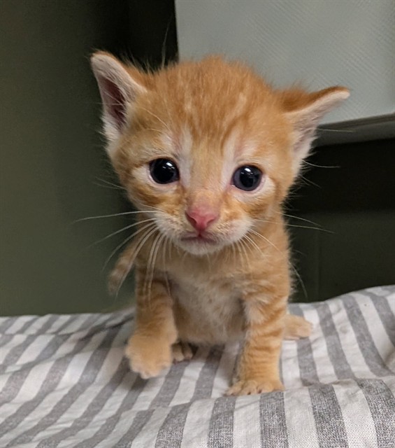 Shelter Stray Male Cat last seen RETURN, Jacksonville, FL 32204