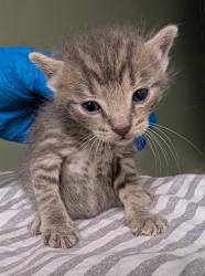 Shelter Stray Male Cat last seen RETURN, Jacksonville, FL 32204
