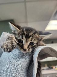 Shelter Stray Male Cat last seen Near BLOCK KUSAIE DR, Jacksonville, FL 32204