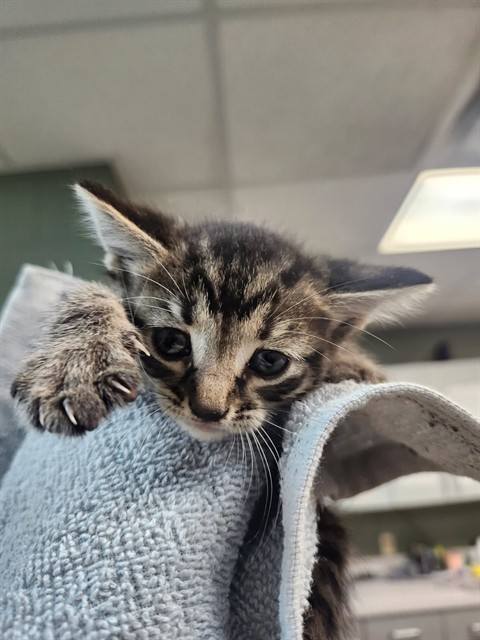 Shelter Stray Male Cat last seen Near BLOCK KUSAIE DR, Jacksonville, FL 32204