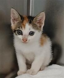 Shelter Stray Female Cat last seen Near BLOCK RAYFORD ST, Jacksonville, FL 32204