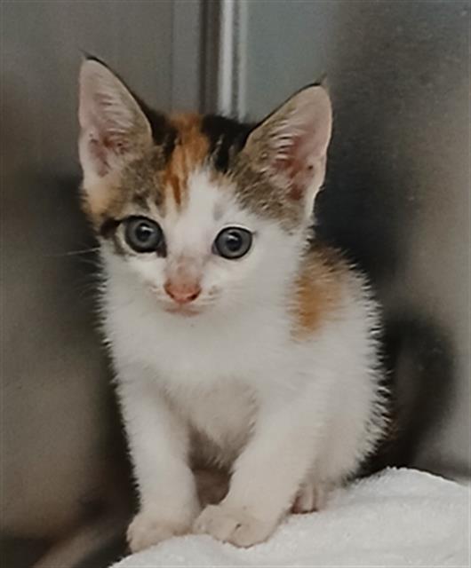 Shelter Stray Female Cat last seen Near BLOCK RAYFORD ST, Jacksonville, FL 32204
