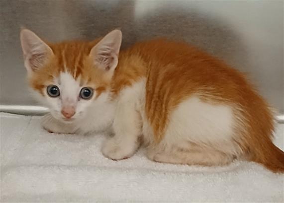 Shelter Stray Female Cat last seen Near BLOCK RAYFORD ST, Jacksonville, FL 32204