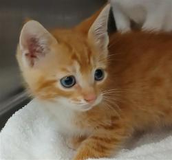 Shelter Stray Female Cat last seen Near BLOCK RAYFORD ST, Jacksonville, FL 32204