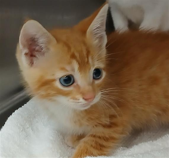 Shelter Stray Female Cat last seen Near BLOCK RAYFORD ST, Jacksonville, FL 32204