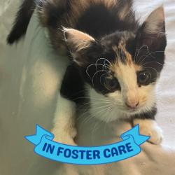 Shelter Stray Female Cat last seen Near BLOCK APACHE ST, TALLAHASSEE FL 32301, Tallahassee, FL 32311