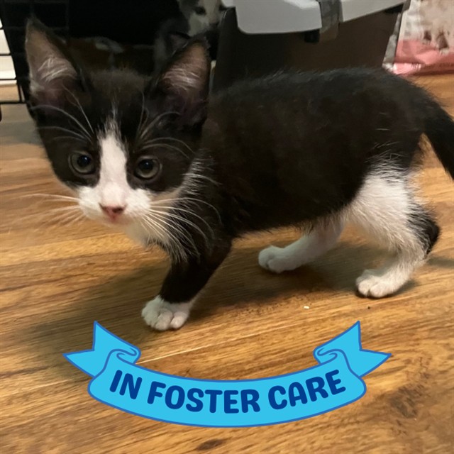 Shelter Stray Male Cat last seen Near BLOCK APACHE ST, TALLAHASSEE FL 32301, Tallahassee, FL 32311