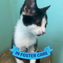 Shelter Stray Male Cat last seen Near BLOCK APACHE ST, TALLAHASSEE FL 32301, Tallahassee, FL 32311