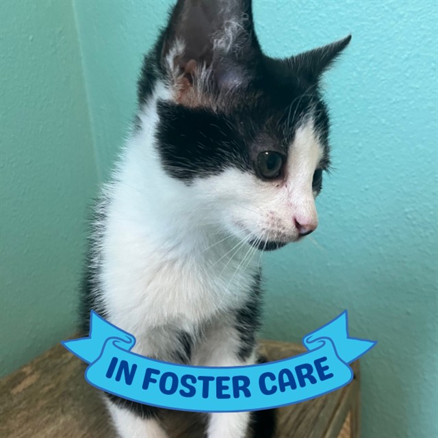 Shelter Stray Male Cat last seen Near BLOCK APACHE ST, TALLAHASSEE FL 32301, Tallahassee, FL 32311