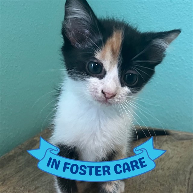Shelter Stray Female Cat last seen Near BLOCK APACHE ST, TALLAHASSEE FL 32301, Tallahassee, FL 32311