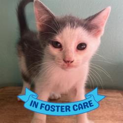 Shelter Stray Male Cat last seen Near BLOCK APACHE ST, TALLAHASSEE FL 32301, Tallahassee, FL 32311