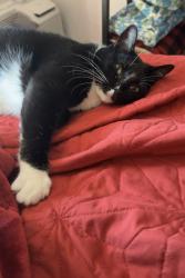 Lost Female Cat last seen Near Berkshire Ct, Downers Grove, IL 60516