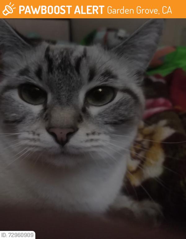 Found/Stray Male Cat last seen Near Garden Grove Blvd, Garden Grove, CA, Garden Grove, CA 92843