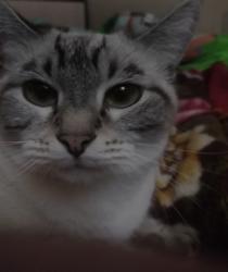 Found/Stray Male Cat last seen Near Garden Grove Blvd, Garden Grove, CA, Garden Grove, CA 92843