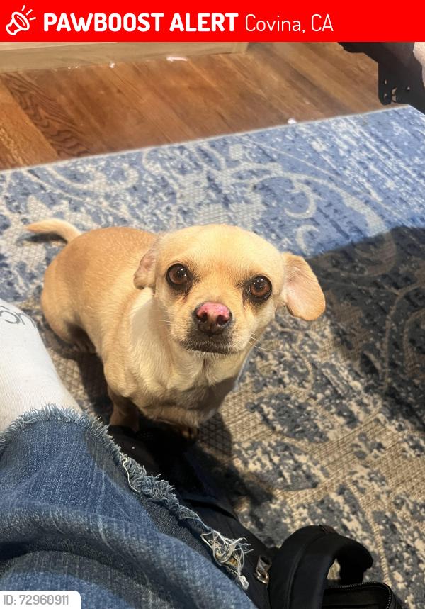 Lost Female Dog last seen Baranca, Covina, CA 91723