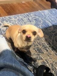 Lost Female Dog last seen Baranca, Covina, CA 91723