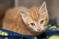 Shelter Stray Male Cat last seen CHARLOTTE, Charlotte, NC 28217