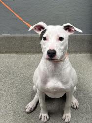 Shelter Stray Female Dog last seen N RAMPART BLVD, Las Vegas, NV 89101