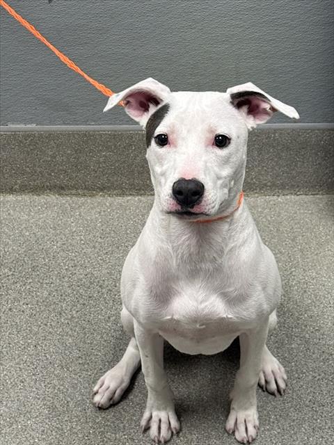 Shelter Stray Female Dog last seen N RAMPART BLVD, Las Vegas, NV 89101