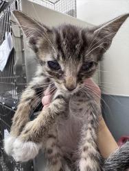 Shelter Stray Male Cat last seen Near BLOCK OF MOUNTAIN VISTA, Las Vegas, NV 89101