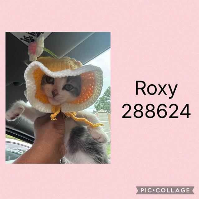 Shelter Stray Female Cat last seen N INGLE PL, Macon, GA 31216
