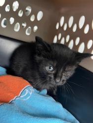 Shelter Stray Male Cat last seen CHARLOTTE, Charlotte, NC 28217