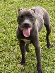 Found/Stray Male Dog last seen Close to Pineview Methodist Church, Jay, FL 32565