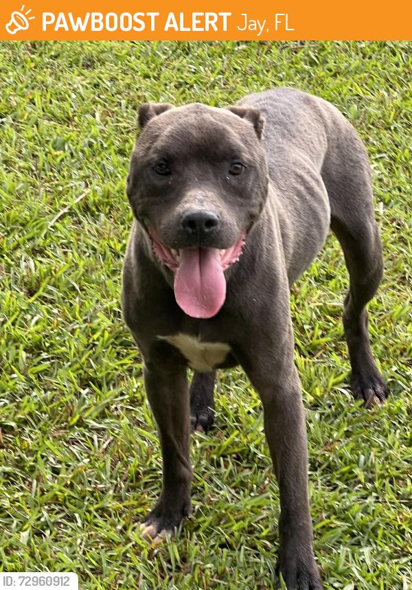 Found/Stray Male Dog last seen Close to Pineview Methodist Church, Jay, FL 32565
