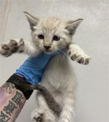 Shelter Stray Male Cat last seen JUNIPER AVE X SAN BERNARDINO AVE, San Bernardino, CA 92401