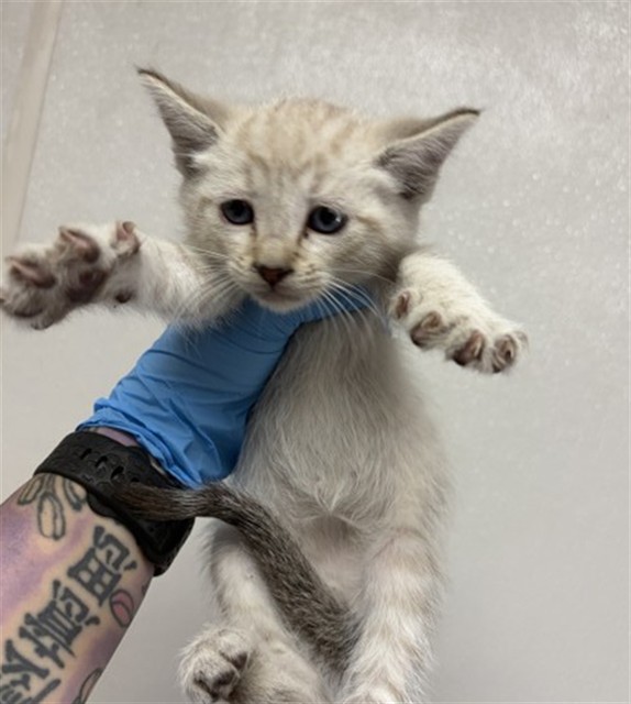 Shelter Stray Male Cat last seen JUNIPER AVE X SAN BERNARDINO AVE, San Bernardino, CA 92401