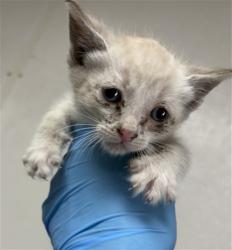 Shelter Stray Male Cat last seen JUNIPER AVE X SAN BERNARDINO AVE, San Bernardino, CA 92401