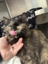 Shelter Stray Female Cat last seen Palmetto, GA 30268, Atlanta, GA 30336