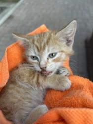 Shelter Stray Unknown Cat last seen Atlanta, GA 30328, Atlanta, GA 30336