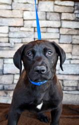 Shelter Stray Male Dog last seen Zillah, WA 98953, Yakima, WA 98901